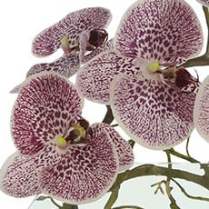 Plum swatch Orchid in Glass Vase