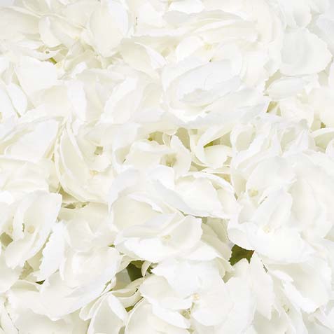 White swatch Hydrangea Water Garden