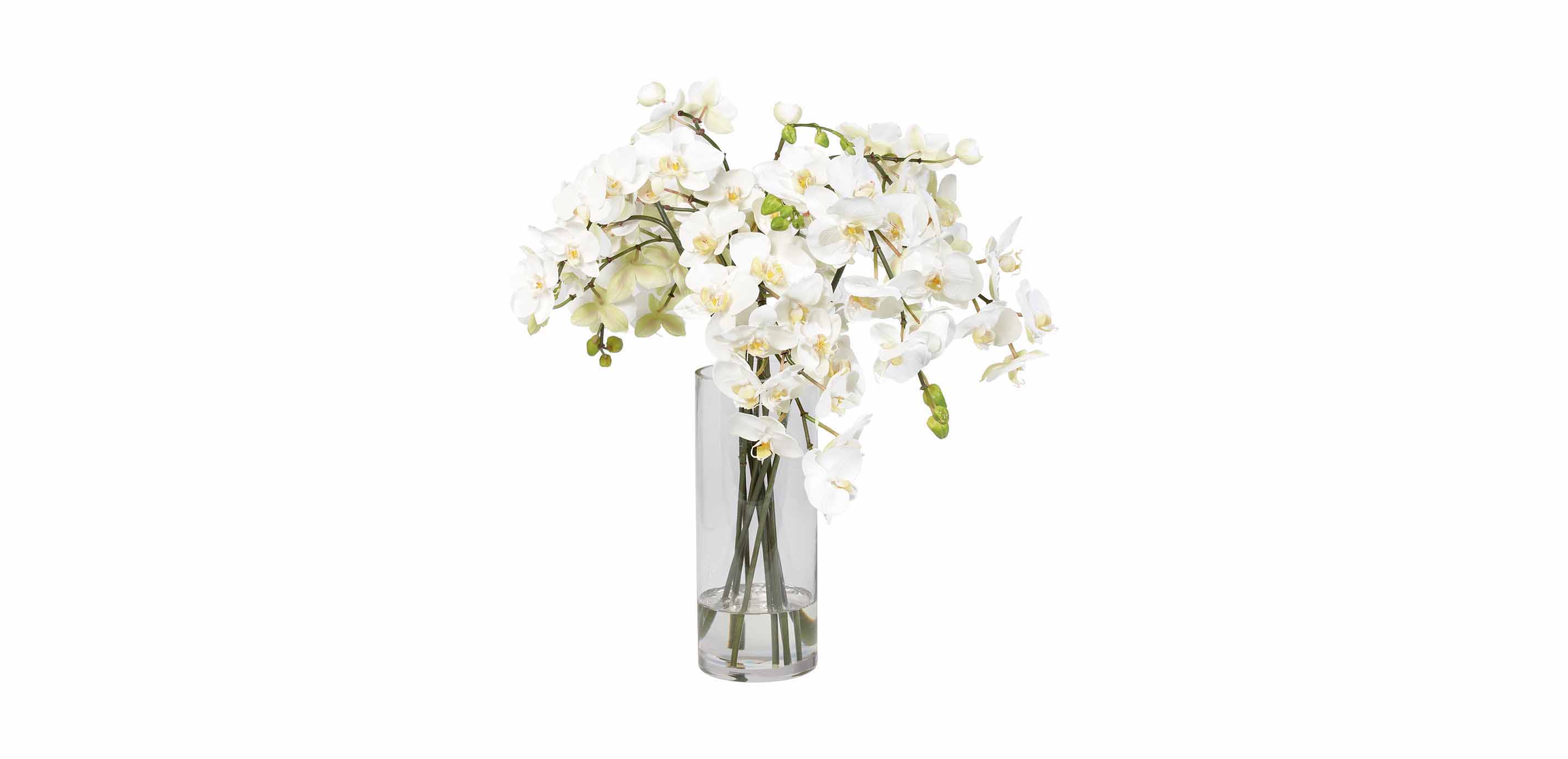 White Orchids in Glass Vase | FLORALS & TREES | Ethan Allen